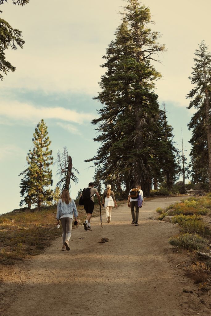 Four people hiking through beautiful Californian forest on a sunny day.